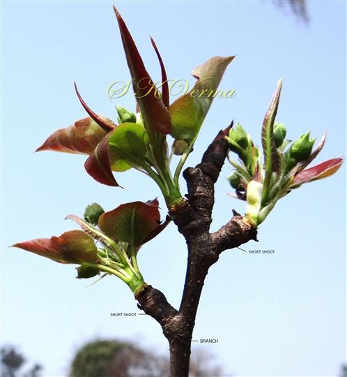 Branch bearing short shoots